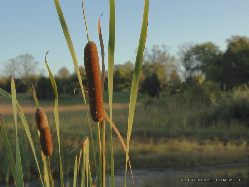 Effects of Biocatalysts on Cattail Treatments