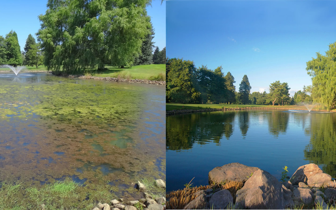PondZilla Pro Scores Hole in One at Hydrilla-Infested Portland Golf Course Pond