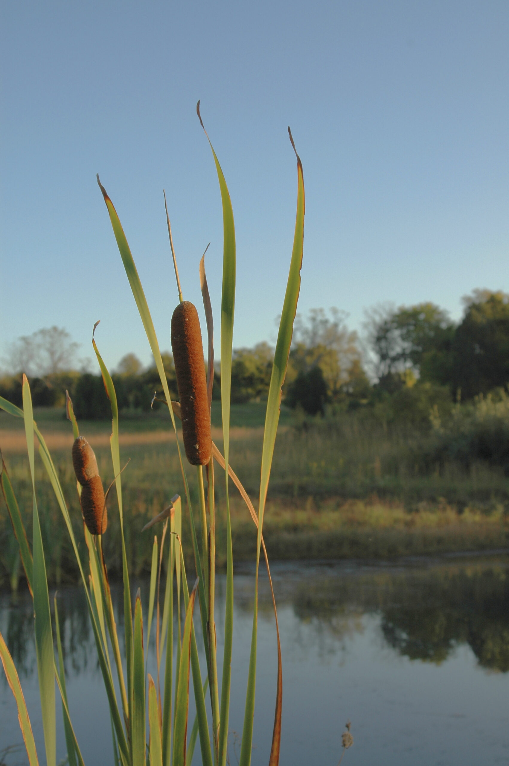 Cattails growing beside a pond