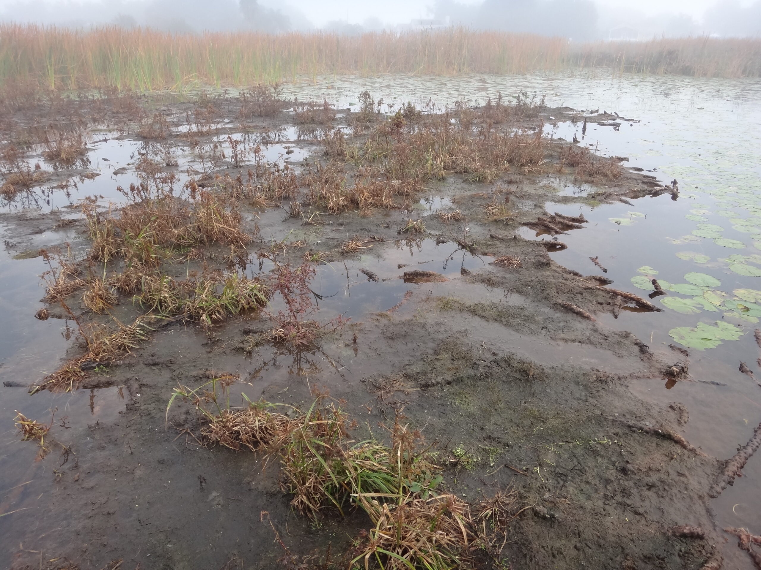 Dense cattail growth and accumulated sediment in a wetland
