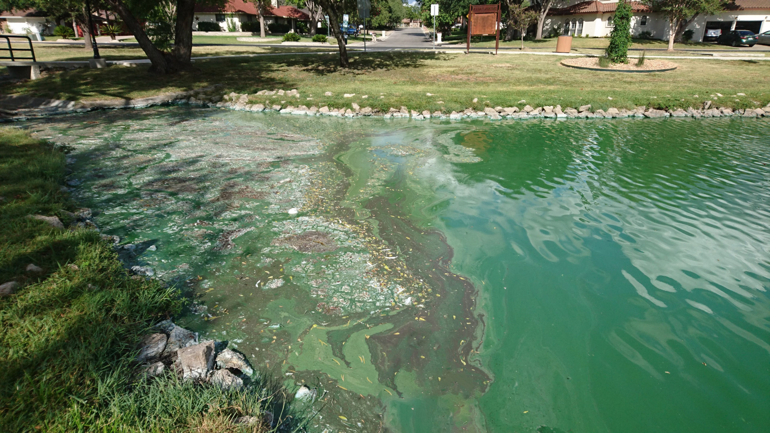 Harmful Algae Blooms and Natural Lake Biosciences’ Probiotics