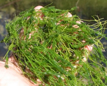muskgrass04-2