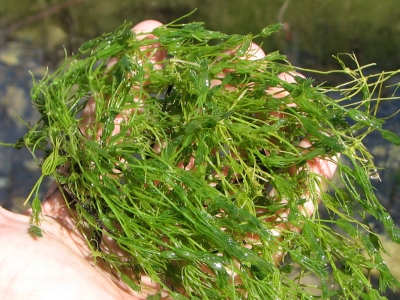 muskgrass04